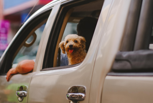How to Keep Pets from Destroying Your Car